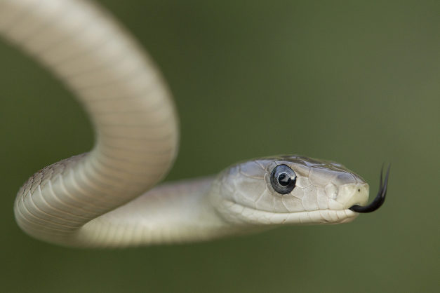 Cobras: Famílias Mais Populares