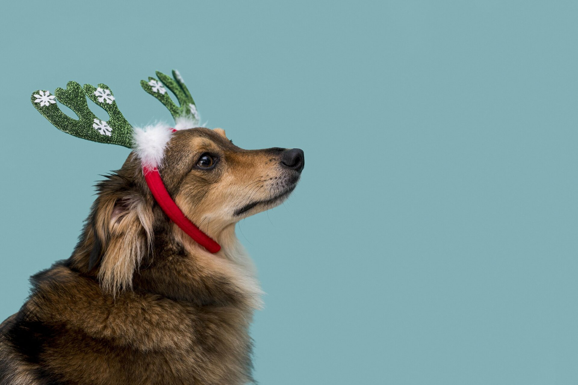 10 Receitas de Guloseimas de Natal para Cães