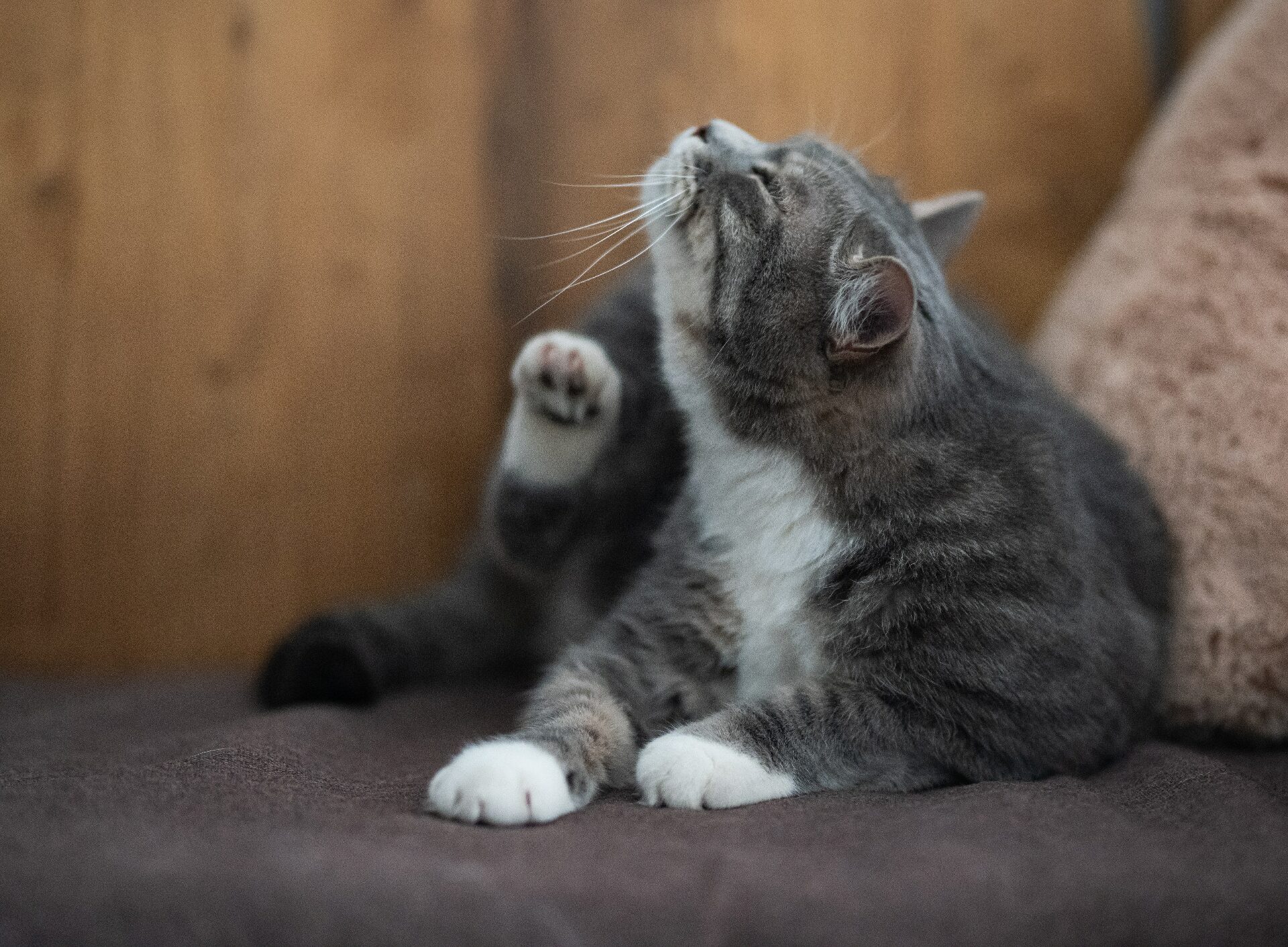 Caspa felina como tratar