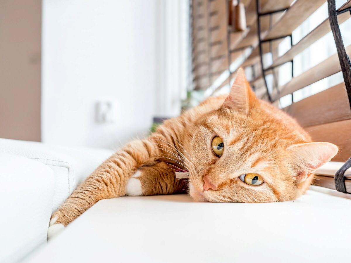 COMO AJUDAR O SEU GATO DURANTE A QUARENTENA