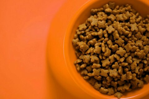Barriguinha Cheia: Um Guia para Selecionar a Melhor Comida Para Cachorros