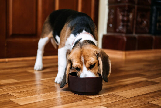 Como Criar o Horário Perfeito para a Alimentação do seu Cachorro