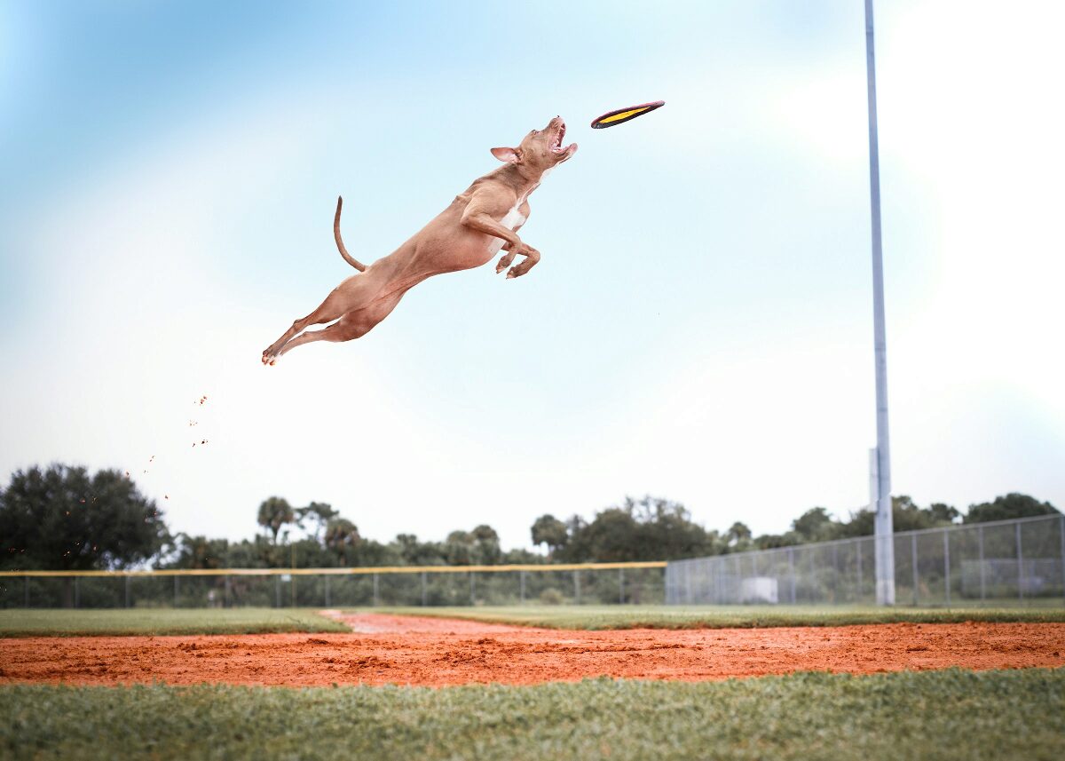 Os Melhores Suplementos de Articulações para Cães