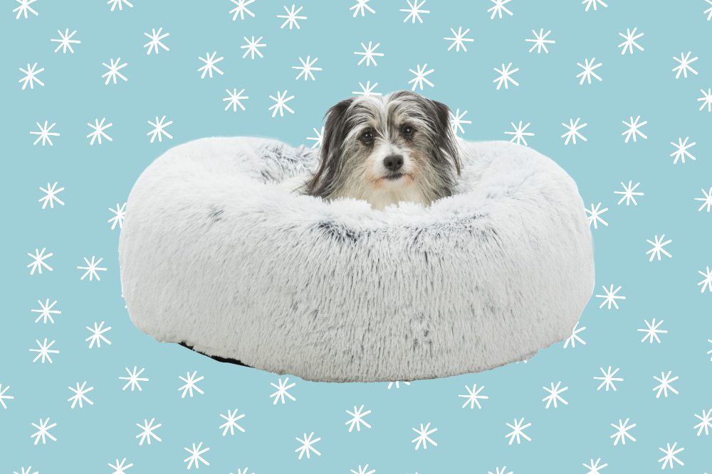 8 Itens Essenciais para o Inverno do Teu Cão, de Camas a Casacos