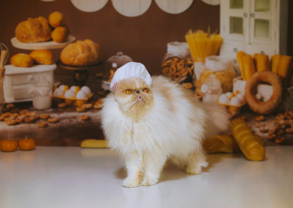 Os Gatos Podem Comer... Pão?