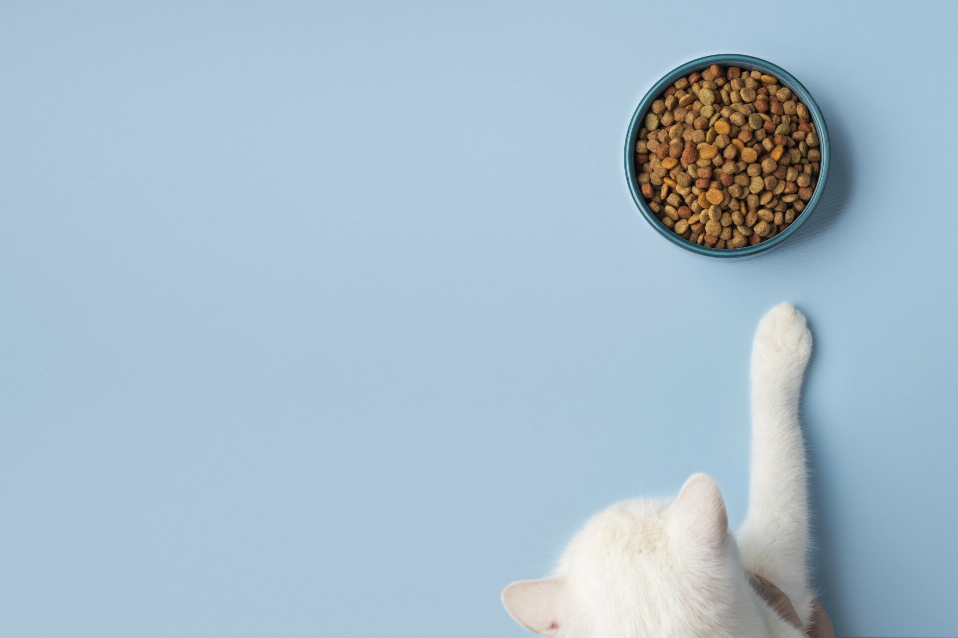 A Melhor Ração Sem Cereais para Cada Gato