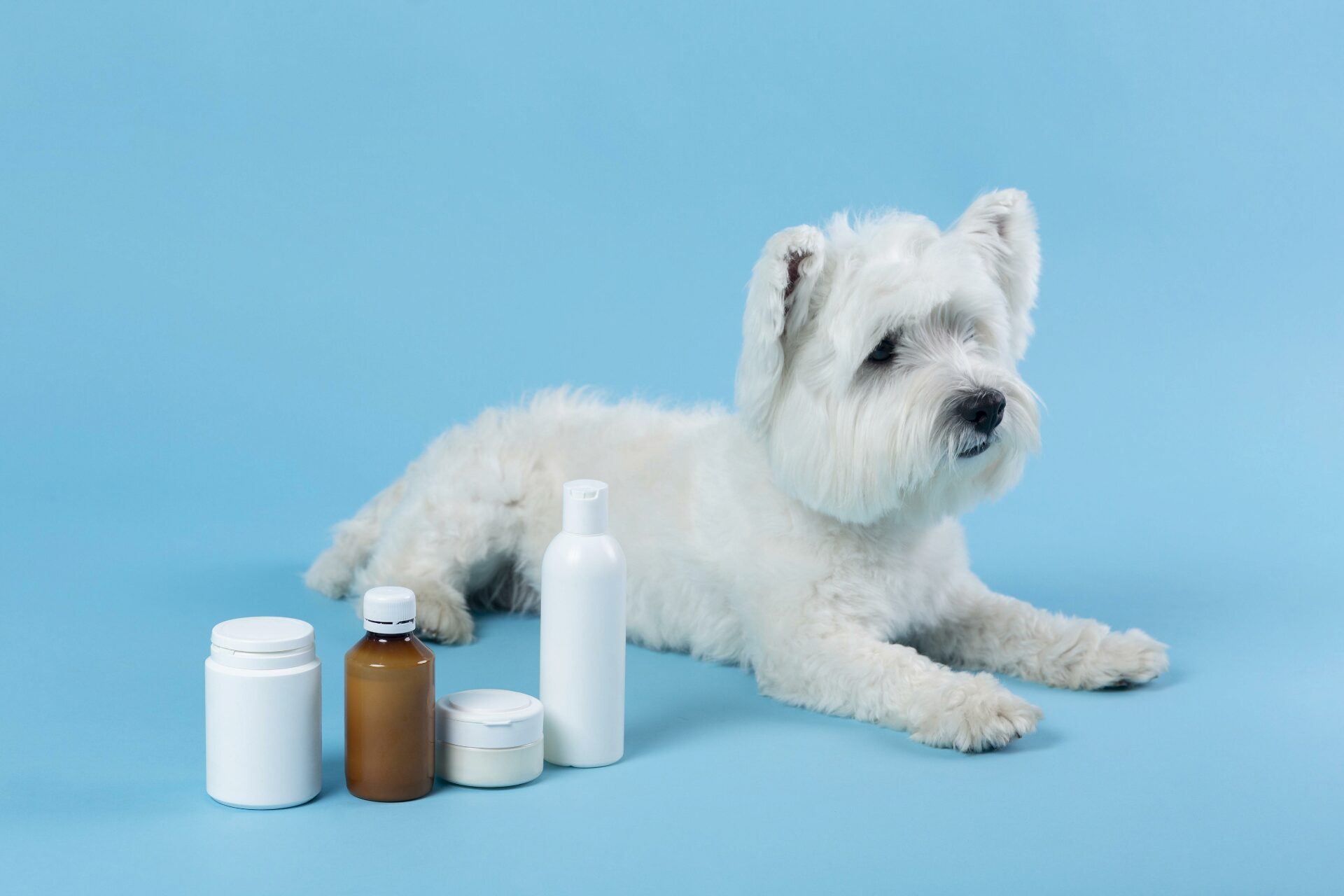 Os Melhores Suplementos Calmantes para Cães