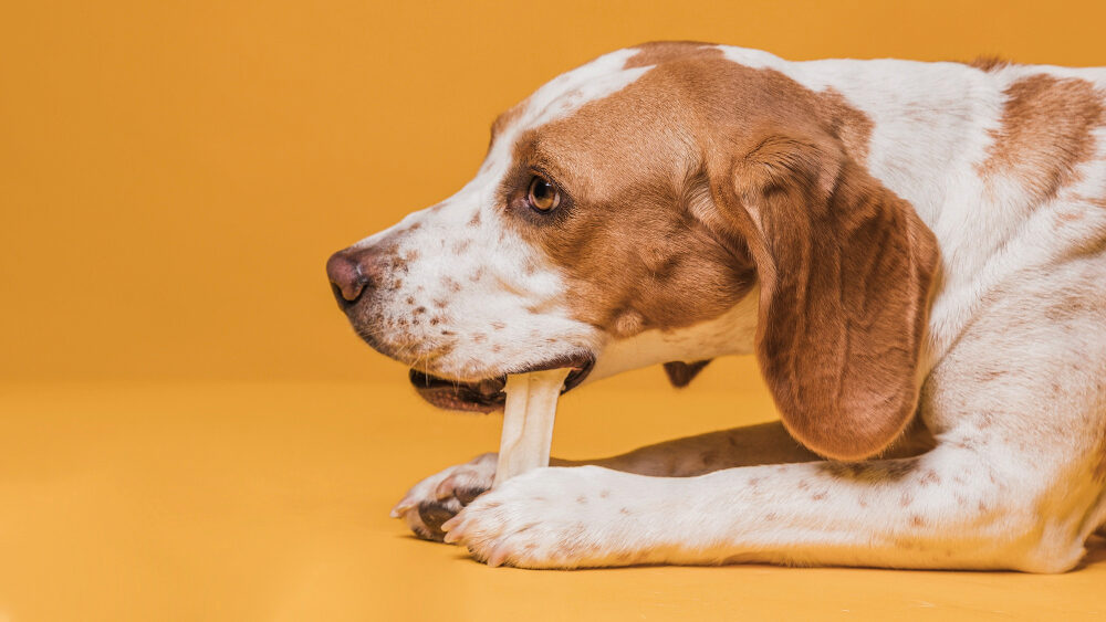 O que Podes Dar ao Teu Cão para Roer em Segurança (e o que Deves Evitar)