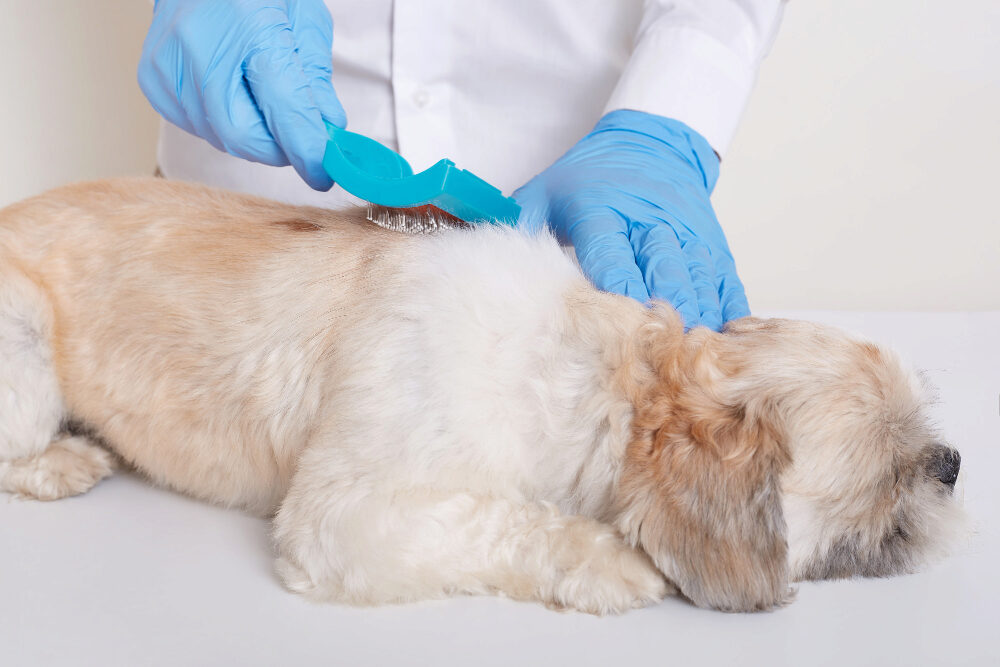 Doenças de Pele em Cães: Dermatite, Tinha e Sarna