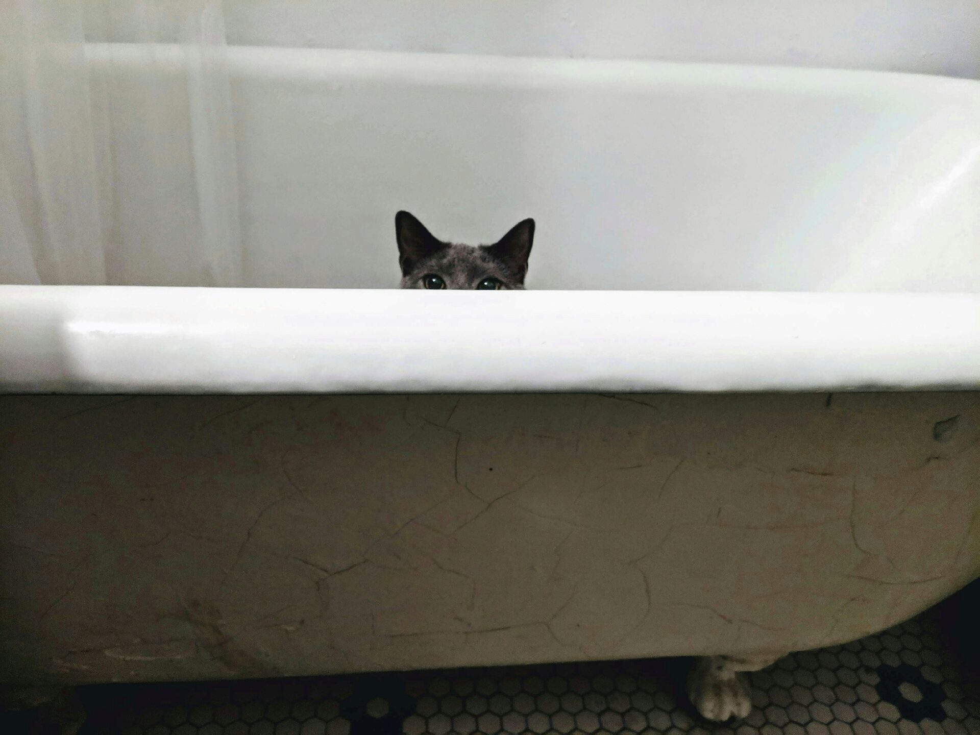 Fofo e Fresquinho: Os Melhores Produtos de Banho e Cuidados de Pele para Gatinhos