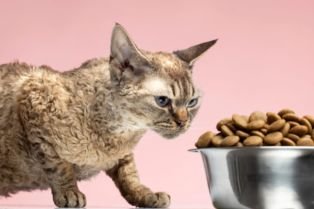 Porque é Que o Meu Gato Não Está a Comer? 7 Causas Possíveis