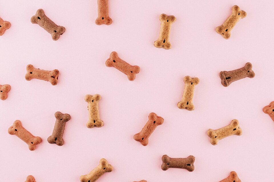 Os 5 Melhores Snacks para Cachorros que o Teu Patudo Vai Adorar