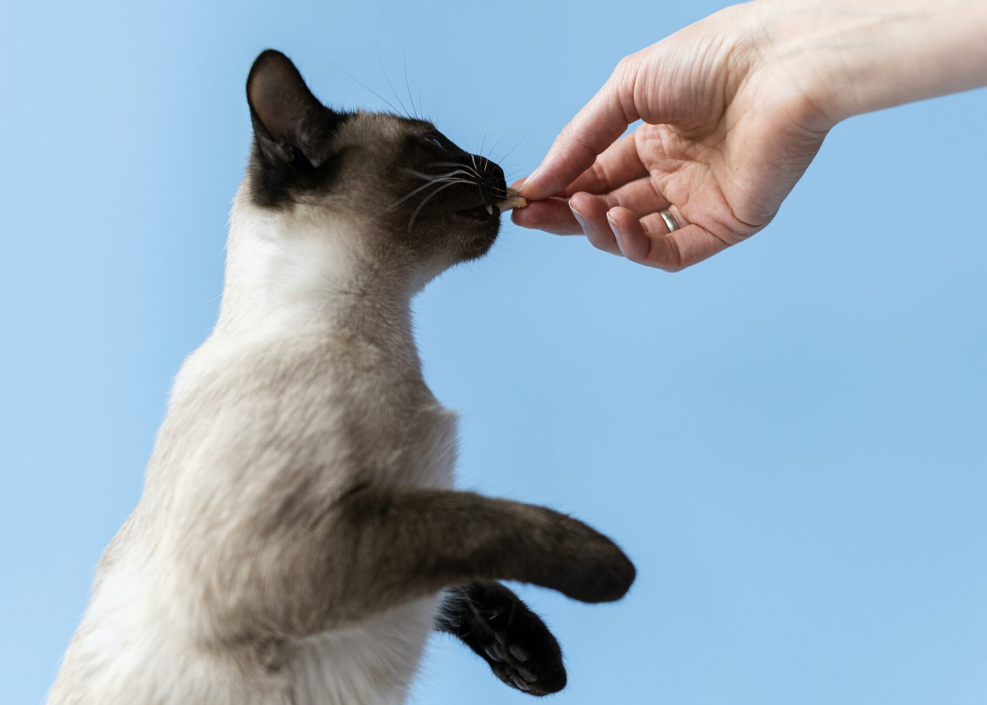"Quem Não Arrisca Não Petisca": Os 10 Melhores Snacks para Gatinhos de 2025