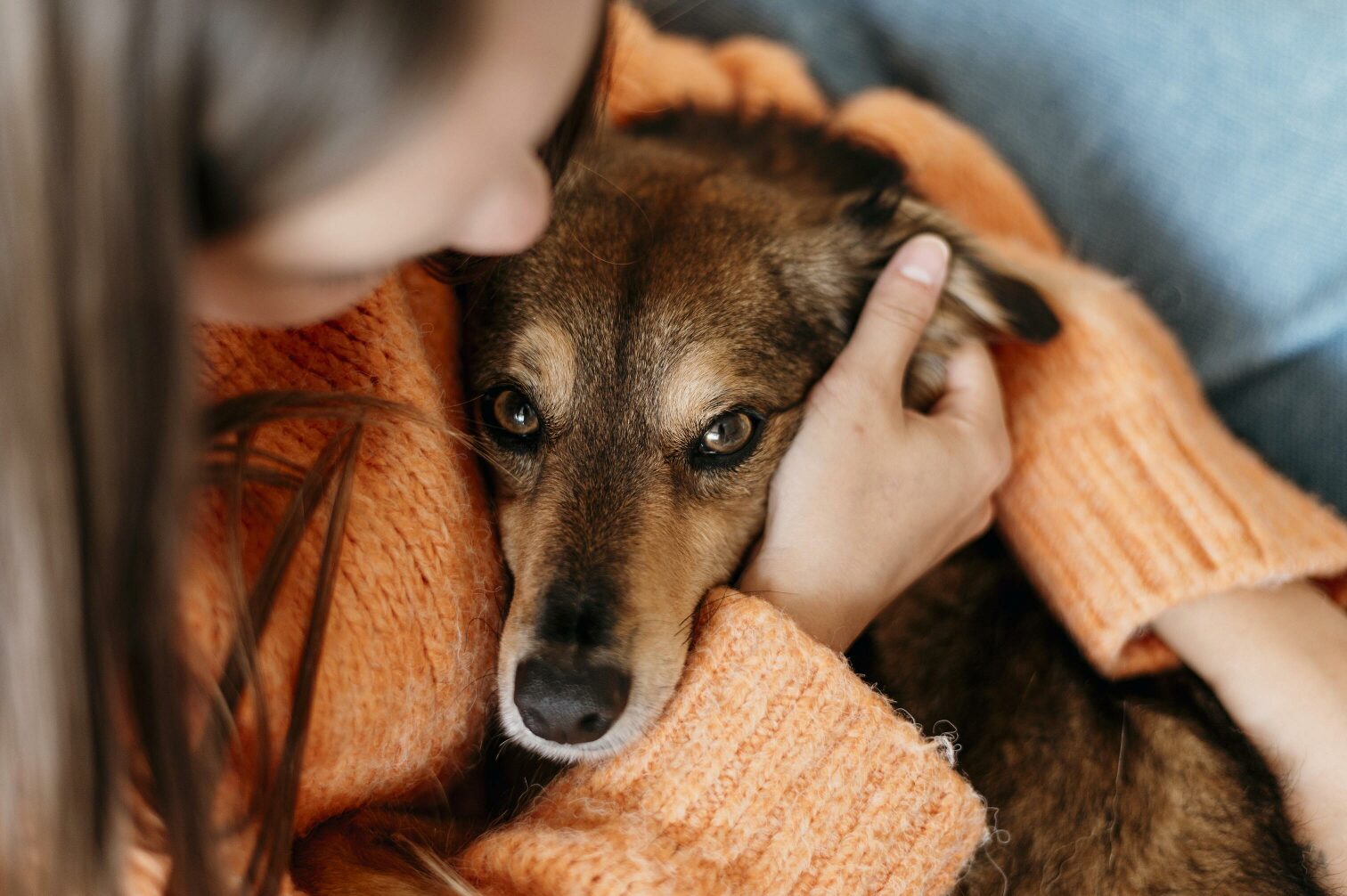 O Meu Cão Está a Tremer: O Que Pode Ser?