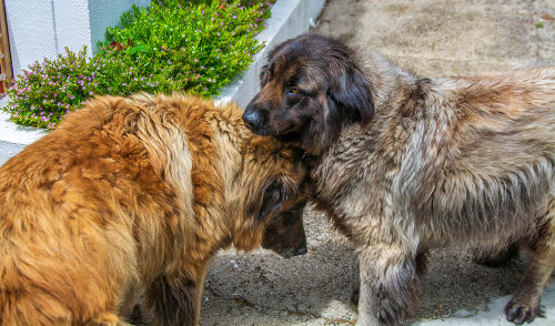 O cão: A dedicação ao serviço do Homem