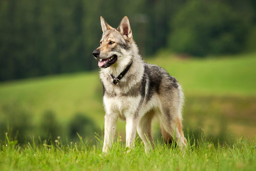 De Lobo Mau a Melhor Amigo do Homem