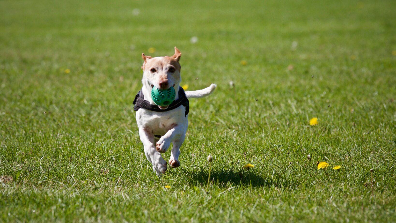 As 10 Raças de Cães Mais Velozes do Mundo
