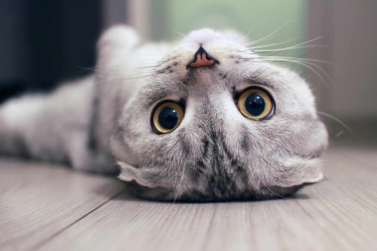 Gatos: 6 Comportamentos Estranhos Explicados