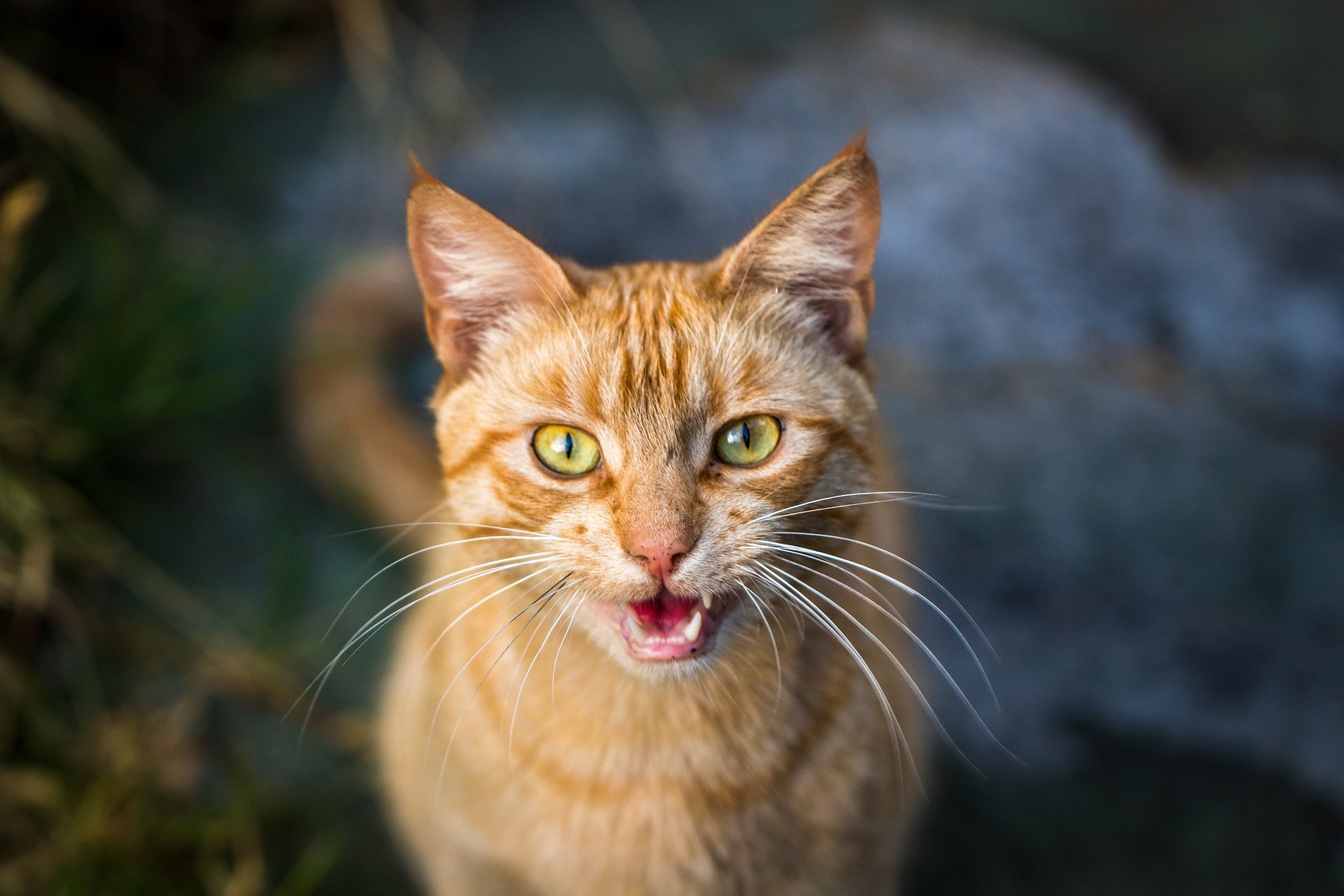 Porque é que os gatos miam?