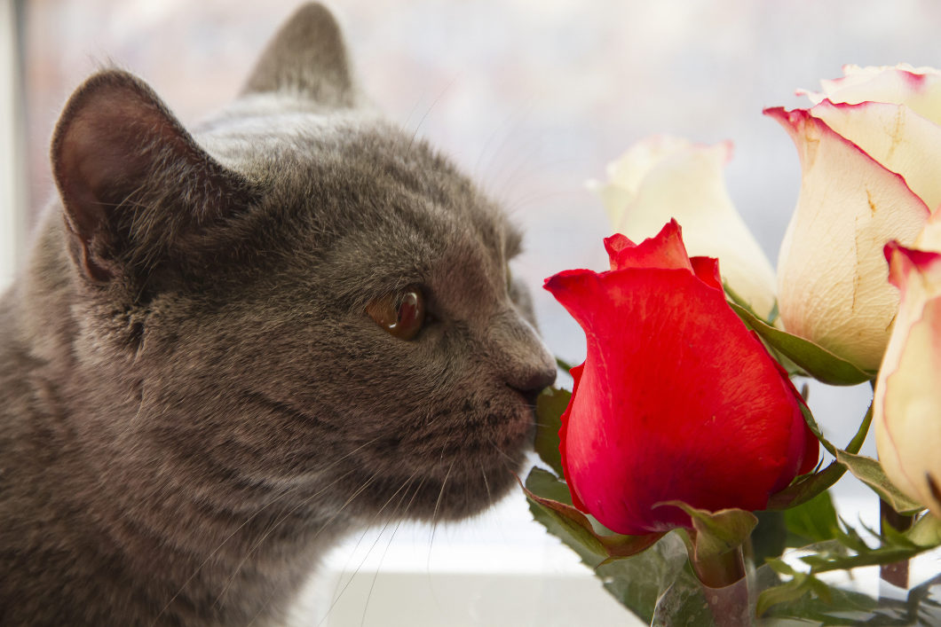 20 Plantas que os gatos adoram