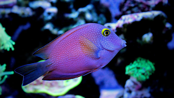 Conhecer os Peixes – Factos e Curiosidades