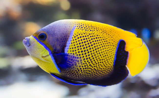 Peixes: Excesso de comida provoca morte