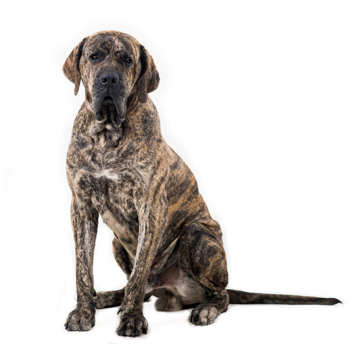 Fila Brasileiro