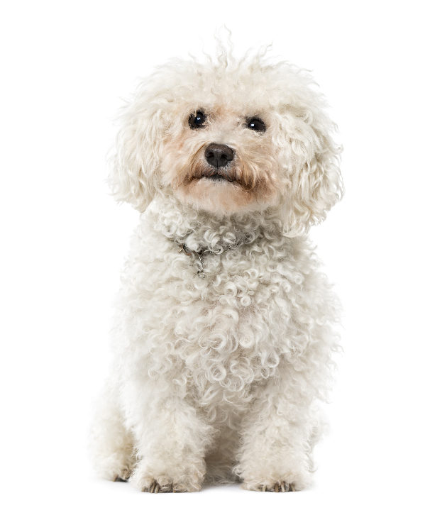 Bichon Frisé