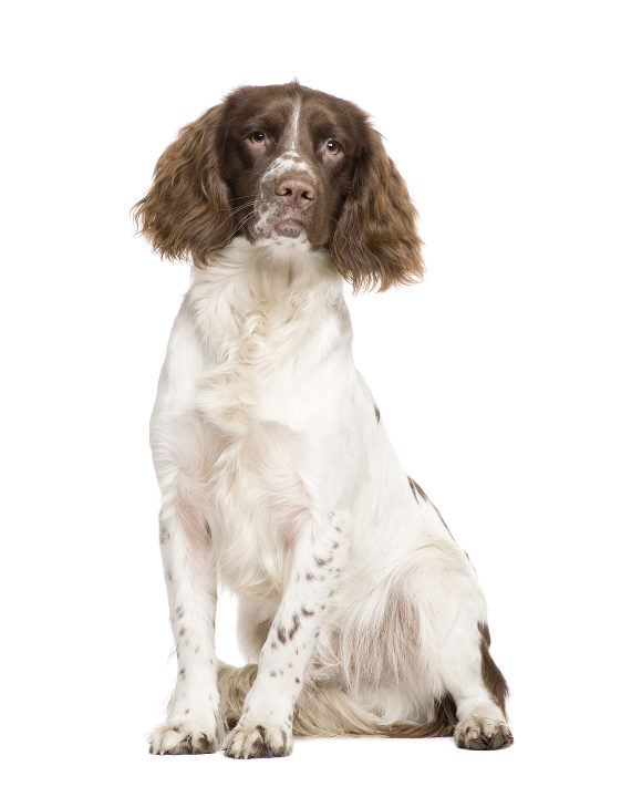 Springer Spaniel Inglês