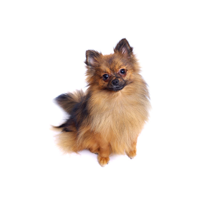 Spitz Alemão