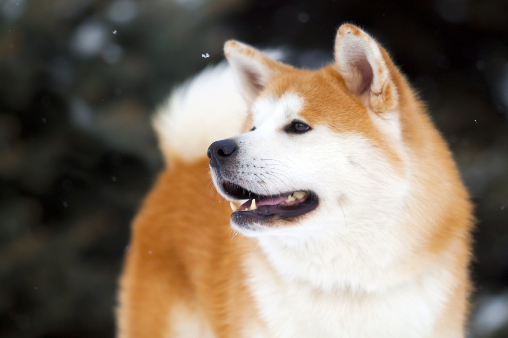 Akita