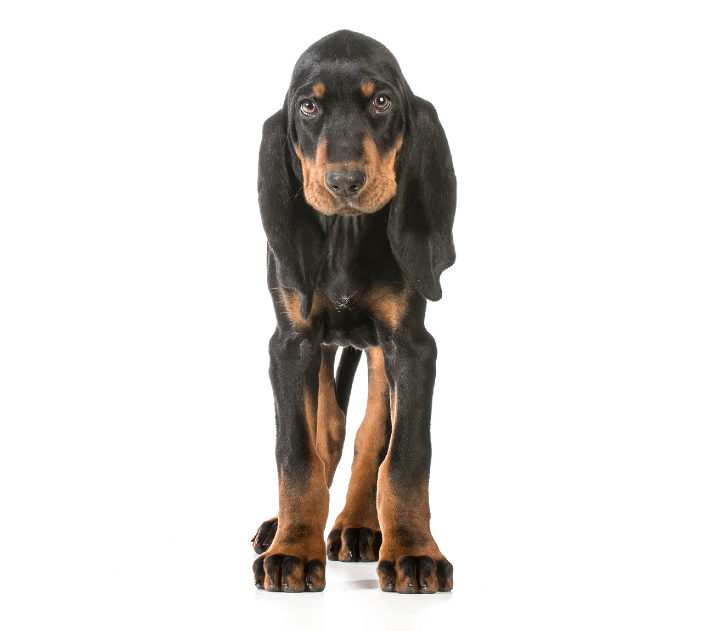 Coonhound Preto e Bronze