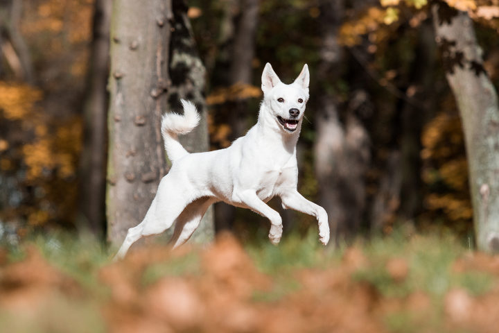 Cão de Canaã