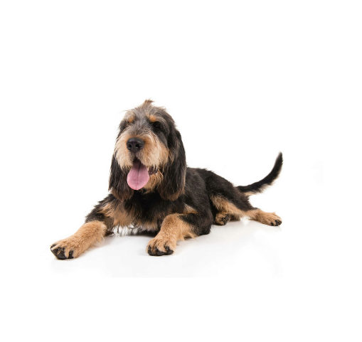 Otterhound