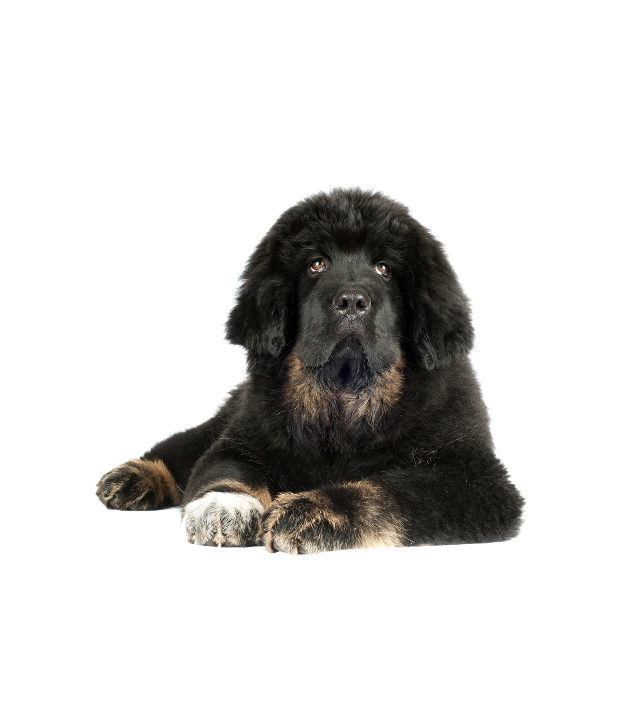 Dogue do Tibete