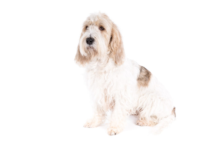 Grande Basset Griffon Vendéen
