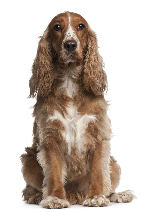 Cocker Spaniel Inglês