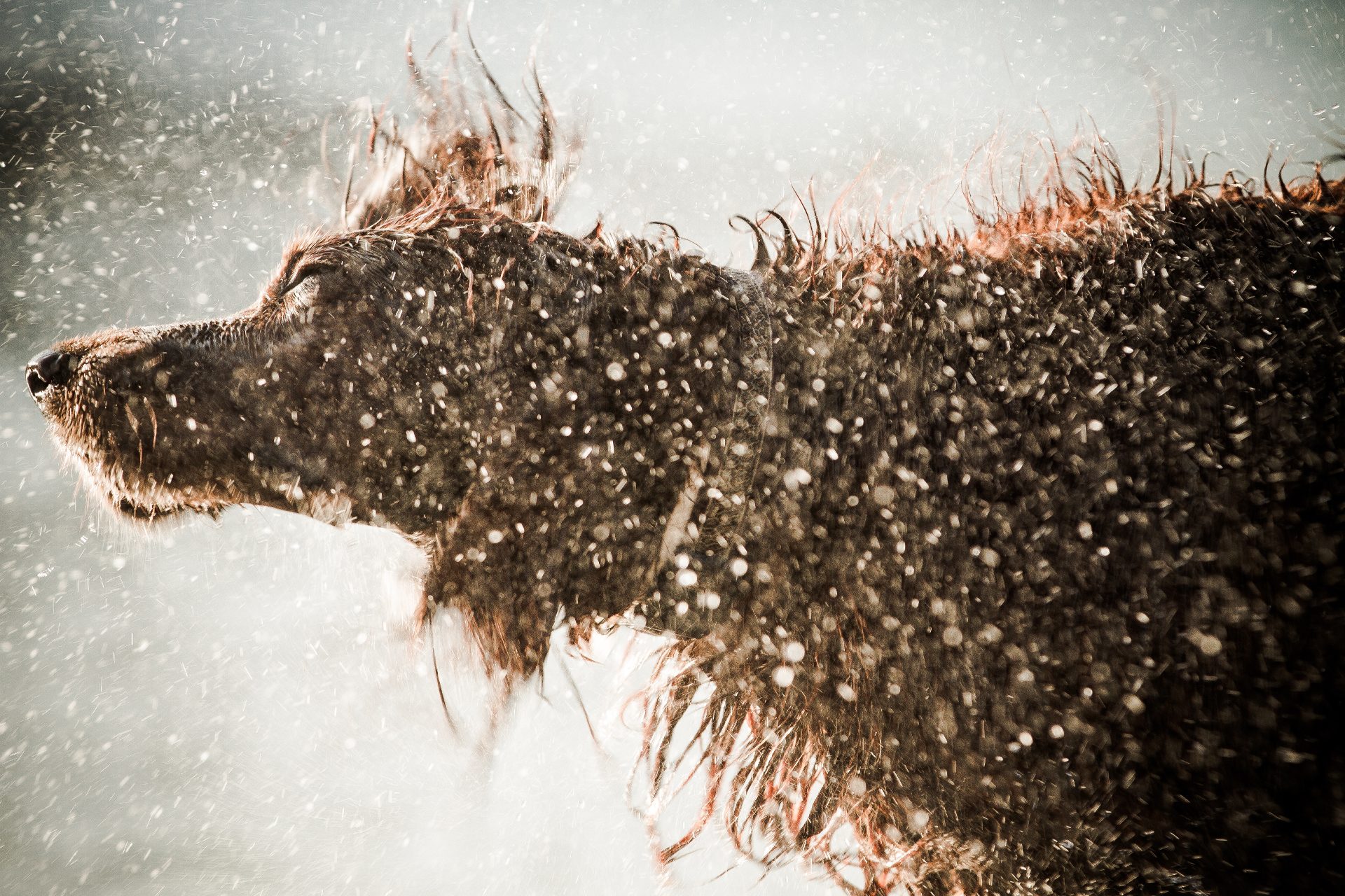 Irish Water Spaniel