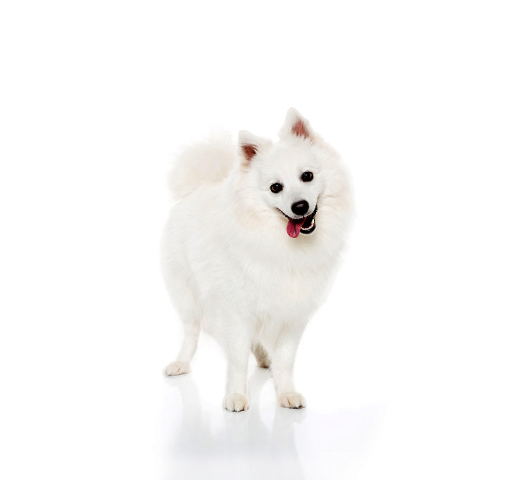 Spitz Japonês