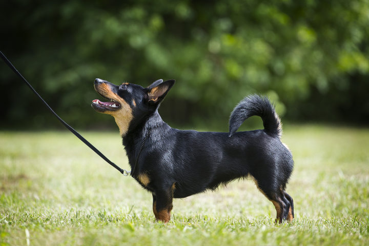 Lancashire Heeler