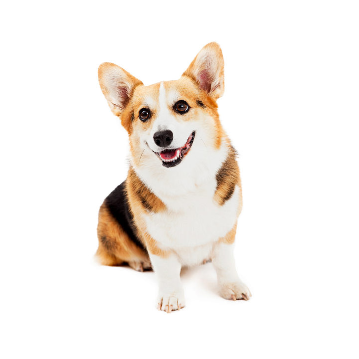 Welsh Corgi Pembroke