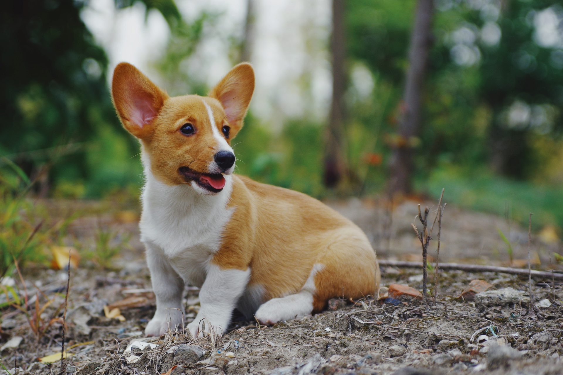 Welsh Corgi Pembroke