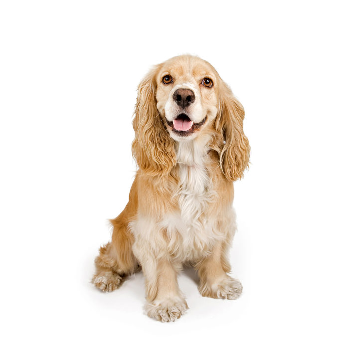 Cocker Spaniel Americano