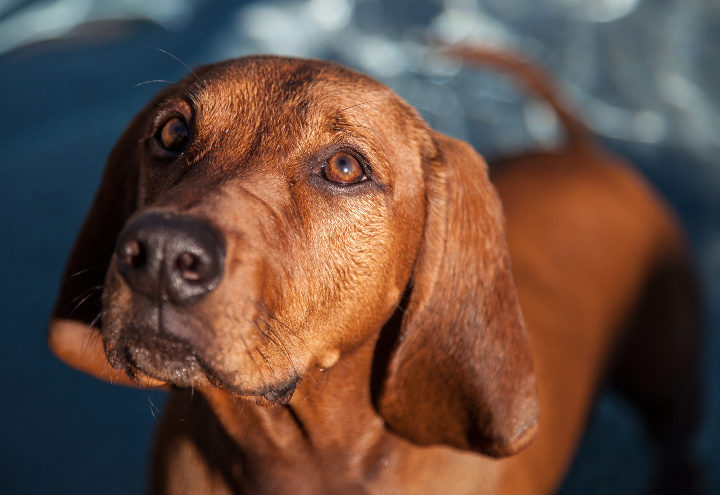 Redbone Coonhound