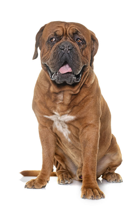Dogue de Bordéus