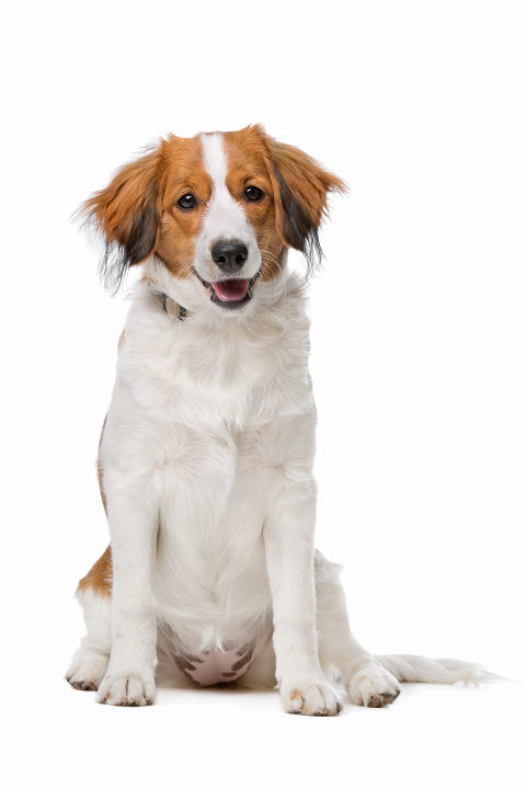 Kooikerhondje