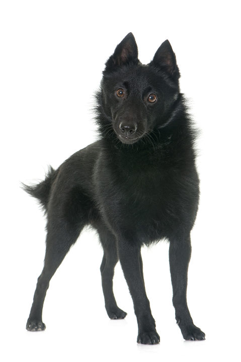 Schipperke
