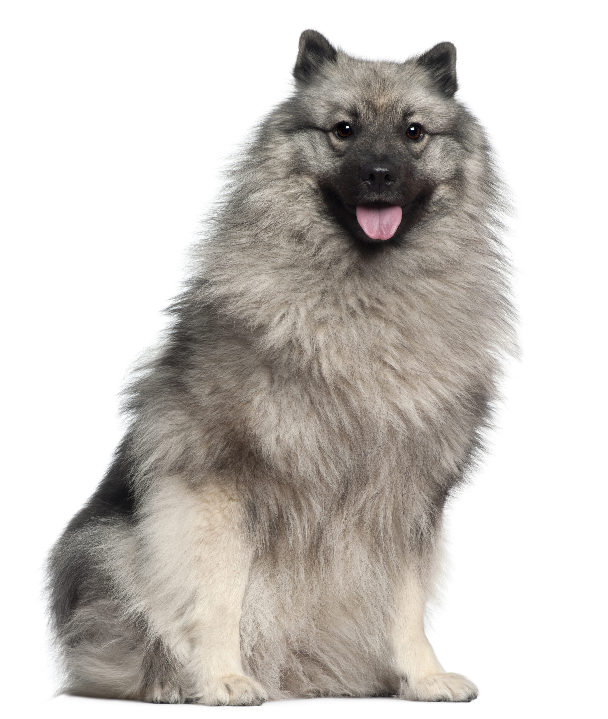 Keeshond