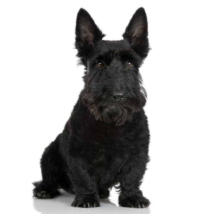 Terrier Escocês