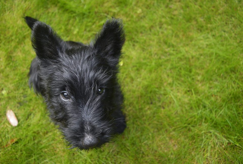 Terrier Escocês